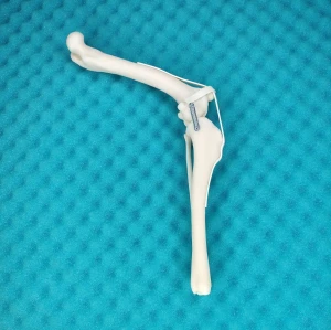 Stifle Joint - Canine - Movable Model