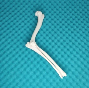 Elbow Joint - Canine - Movable Model