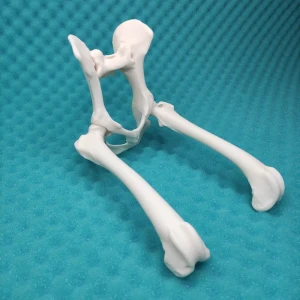 Hip Joints - Canine - Movable Model