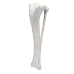 Tibia and Fibula - Canine