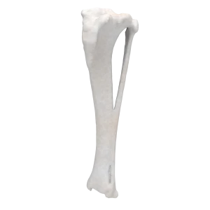 Tibia and Fibula - Canine