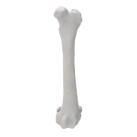 Femur - Canine