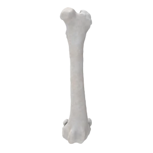 Femur - Canine