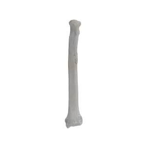 Radius - Canine