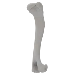 Humerus - Canine