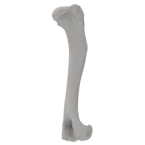 Humerus - Canine