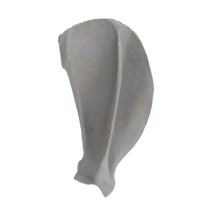 Scapula - Canine