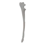 Ulna - Canine