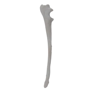 Ulna - Canine