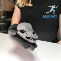 Yorkshire Terrier - Czaszka