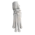 Canine Wrist