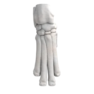 Canine Wrist