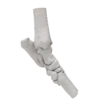Dog - Tarsal Joint (Ankle)