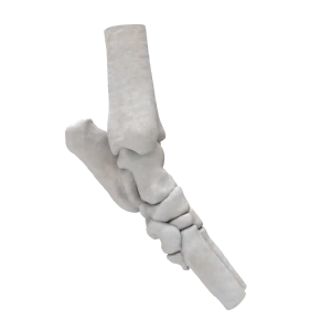 Dog - Tarsal Joint (Ankle)