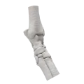 czachy.407