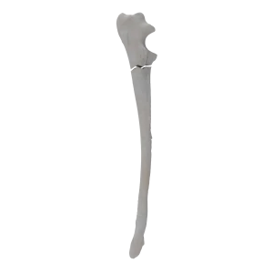 Ulna - Canine - Fracture I 21-A1 acc. to AOVet