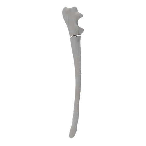 renderowanie kosci.317