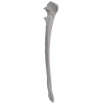 Ulna - Canine - Fracture 21-B1 acc. to AOVet
