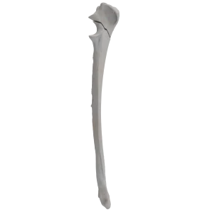 Ulna - Canine - Fracture 21-B1 acc. to AOVet