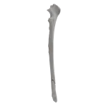 Ulna - Canine - Fracture I 22-A2 acc. to AOVet