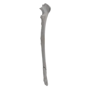 Ulna - Canine - Fracture I 22-A2 acc. to AOVet