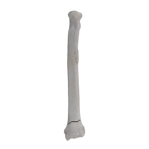 renderowanie kosci.274