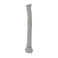 renderowanie kosci.273