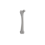 Femur - Canine - Fracture 31-B1 acc. to AOVet