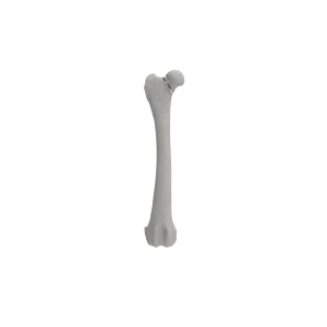 Femur - Canine - Fracture 31-B1 acc. to AOVet