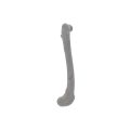Femur 05 4