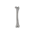 Femur 05 1