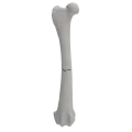 renderowanie kosci.174
