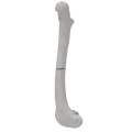 renderowanie kosci.175