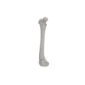 Femur 07 5