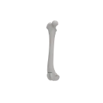 Femur - Canine - Fracture 33-A1 acc. to AOVet