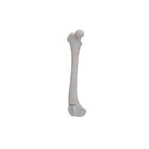 Femur - Canine - Fracture 33-A1 acc. to AOVet