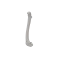 Femur 07 3
