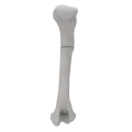 renderowanie kosci.240