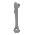 renderowanie kosci.251